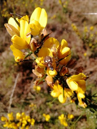 Agalenatea redii